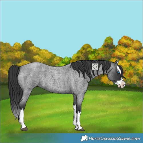 Horse Color:Blue Roan Splash 