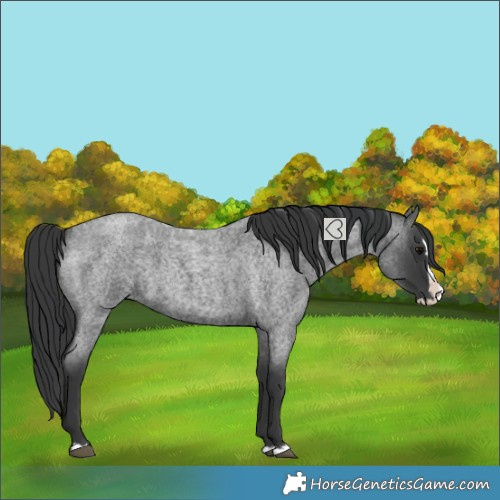 Horse Color:Blue Roan Splash 