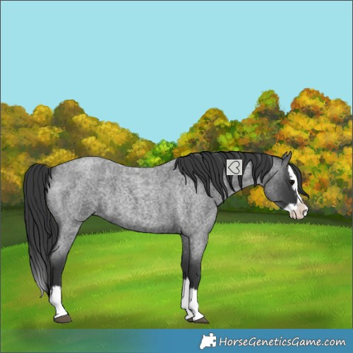 Horse Color:Blue Roan Splash 