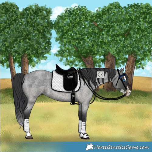 Horse Color:Blue Roan Splash 