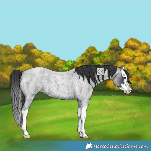 Horse Color:Blue Roan Splash 