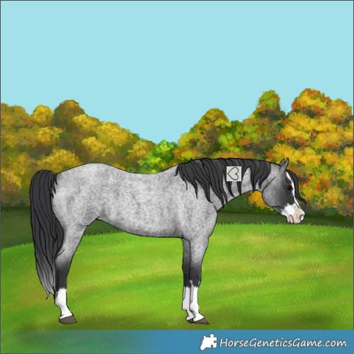 Horse Color:Blue Roan Splash 