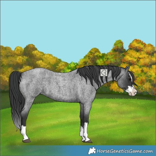 Horse Color:Blue Roan Splash 