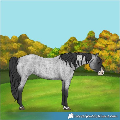 Horse Color:Blue Roan Splash 
