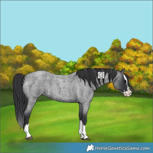 Horse Color:Blue Roan Splash 