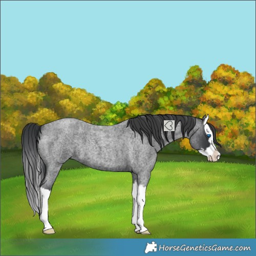 Horse Color:Blue Roan Splash 