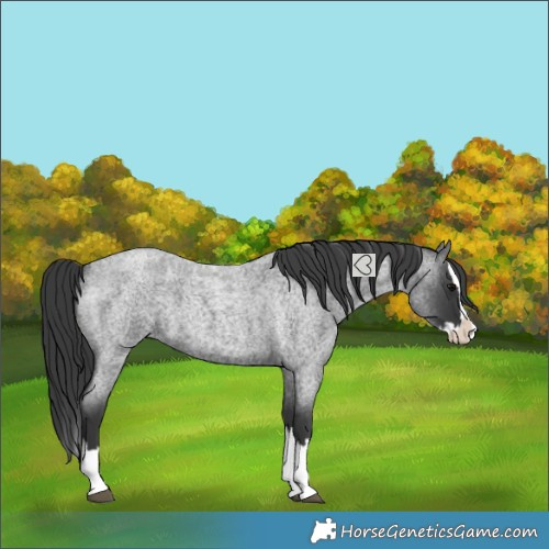 Horse Color:Blue Roan Splash 