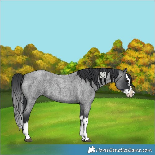 Horse Color:Blue Roan Splash 