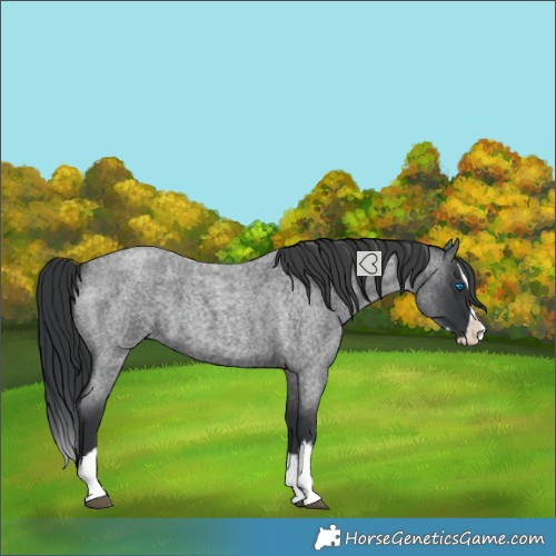 Horse Color:Blue Roan Splash 