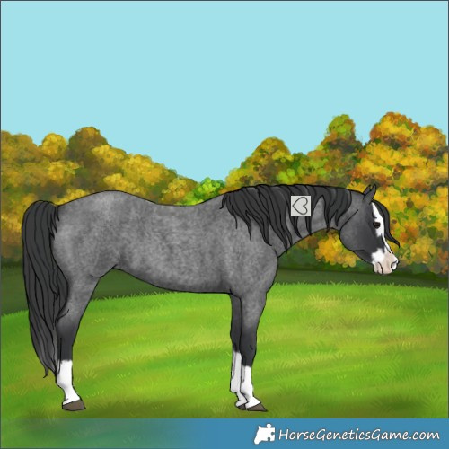 Horse Color:Blue Roan Splash 