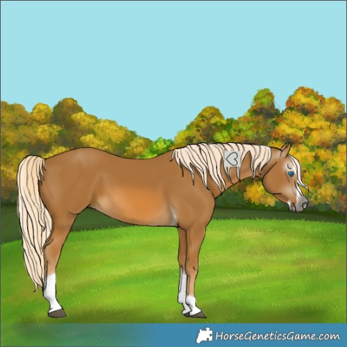 Horse Color:Gray Palomino Splash Tobiano 