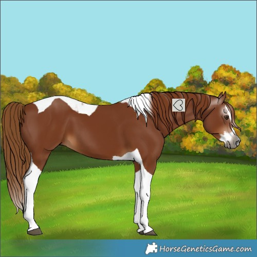 Horse Color:Gray Chestnut Splash Tobiano 