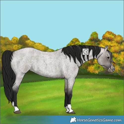 Horse Color:Gray Grullo Roan Splash Tobiano 