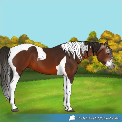 Horse Color:Gray Bay Splash Tobiano 