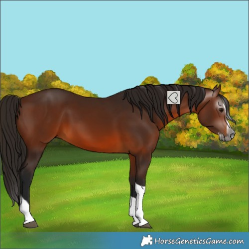 Horse Color:Gray Bay Splash Tobiano 
