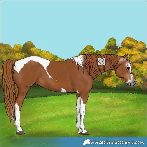 Horse Color:Gray Chestnut Splash Tobiano 