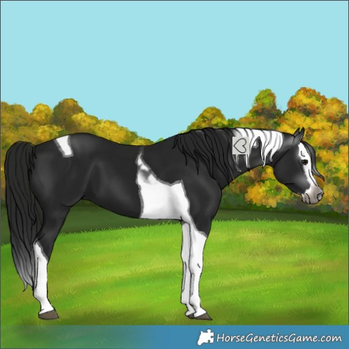 Horse Color:Gray Black Splash Tobiano 