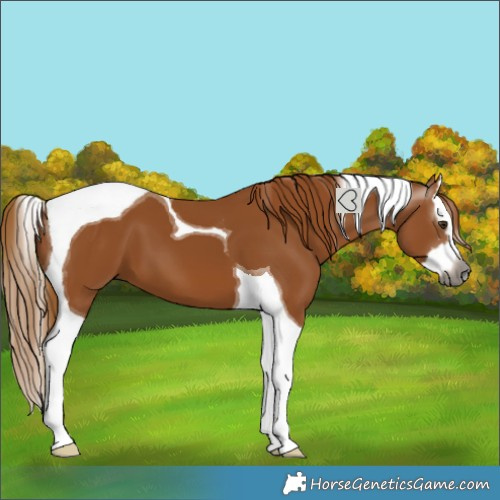 Horse Color:Gray Chestnut Splash Tobiano 