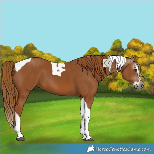 Horse Color:Gray Chestnut Splash Tobiano 