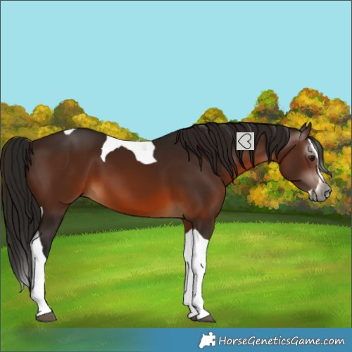 Horse Color:Gray Bay Splash Tobiano 