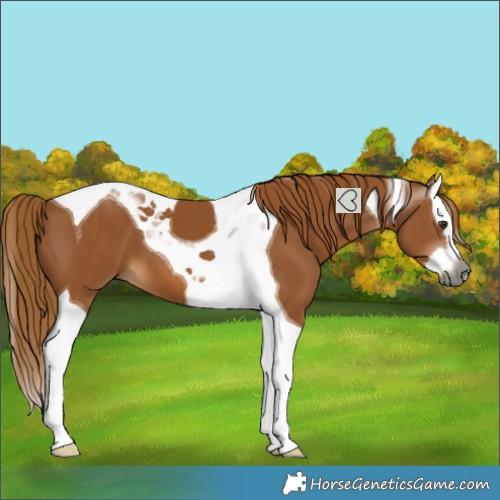 Horse Color:Gray Chestnut Splash Tobiano 
