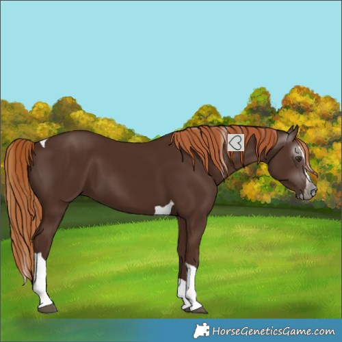 Horse Color:Gray Chestnut Splash Tobiano 