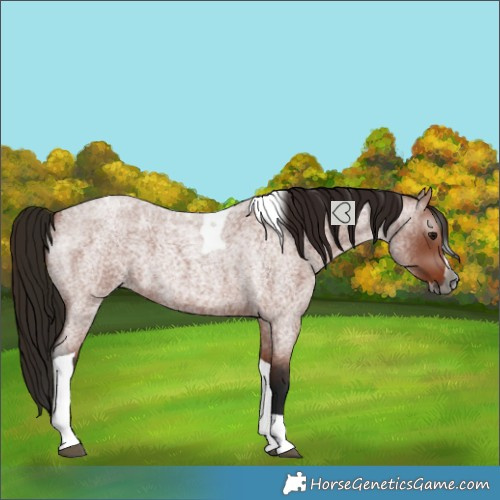 Horse Color:Gray Bay Roan Splash Tobiano 