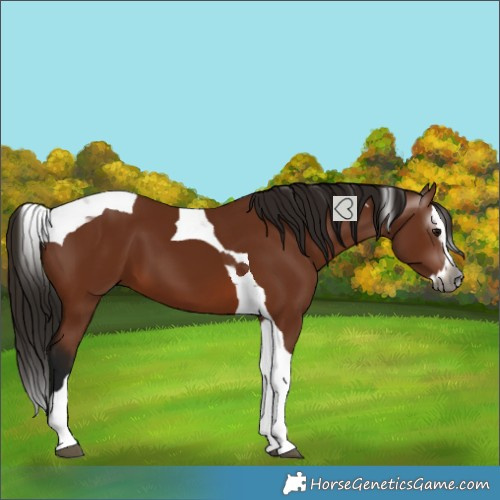 Horse Color:Gray Bay Splash Tobiano 