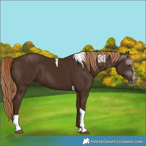 Horse Color:Gray Chestnut Splash Tobiano 