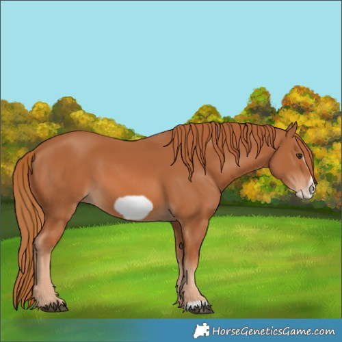 Horse Color:Chestnut Frame 