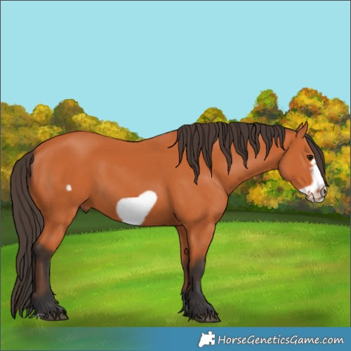 Horse Color:Bay Frame 