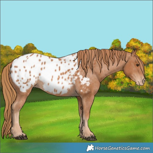 Horse Color:Chestnut Blanket 