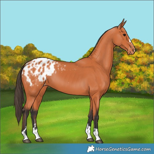 Horse Color:Bay Appaloosa 