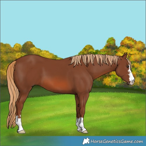 Horse Color:Chestnut 
