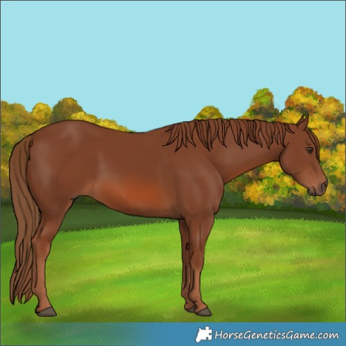 Horse Color:Chestnut 