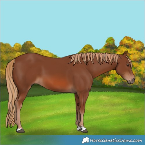 Horse Color:Chestnut 
