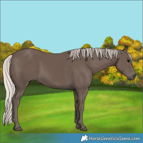 Horse Color:Silver Black 