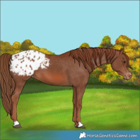 Horse Color:Chestnut Blanket