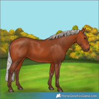 Horse Color:Silver Bay 