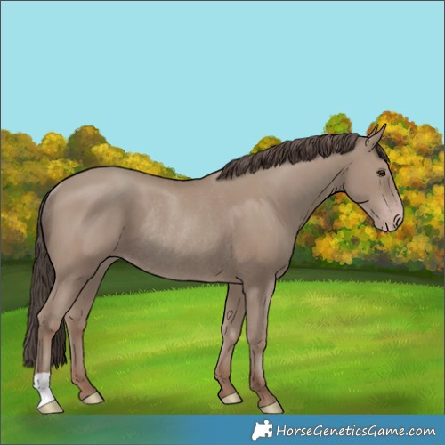 Horse Color:Classic Champagne Rabicano 