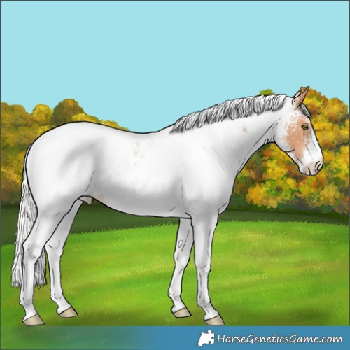 Horse Color:White Spotted Silver Amber Champagne Appaloosa 
