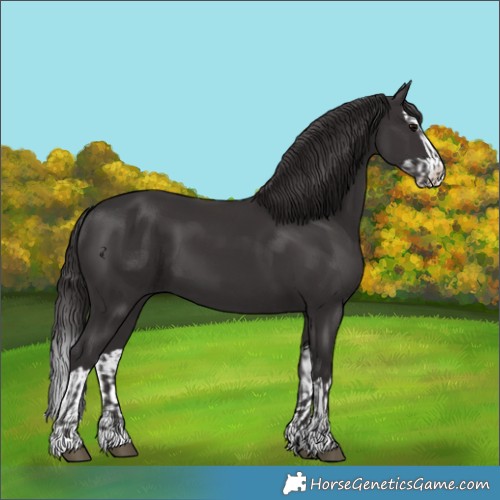 Horse Color:Smoky Black  and Smoky Black Splash 
