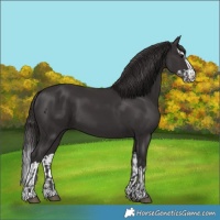 Horse Color:Smoky Black  and Smoky Black Splash 
