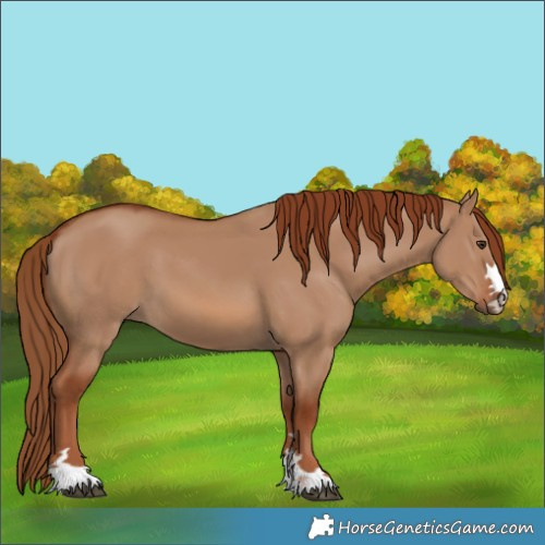 Horse Color:Unknown 