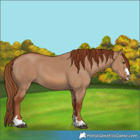 Horse Color:Unknown 