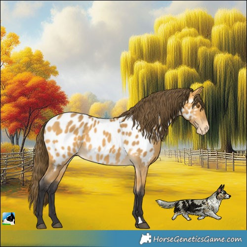 Horse Color:Buckskin Appaloosa