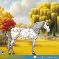 Horse Color:Buckskin Near Leopard 