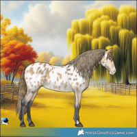 Horse Color:Buckskin Appaloosa 