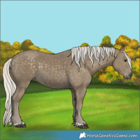 Horse Color:Unknown 