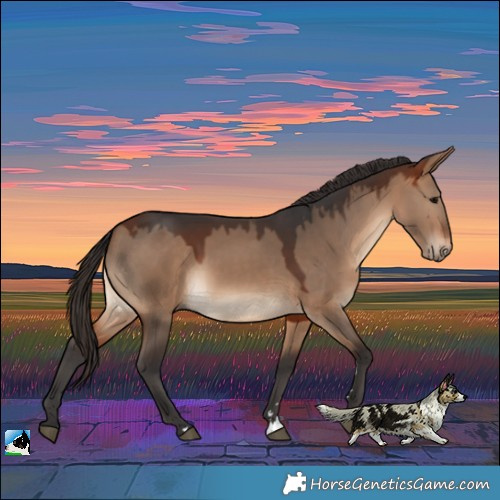 Horse Color:Bay Dun Rabicano